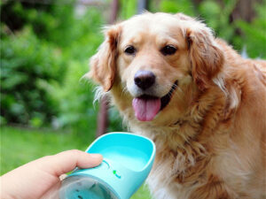 Pet Water Cup Outdoor Portable